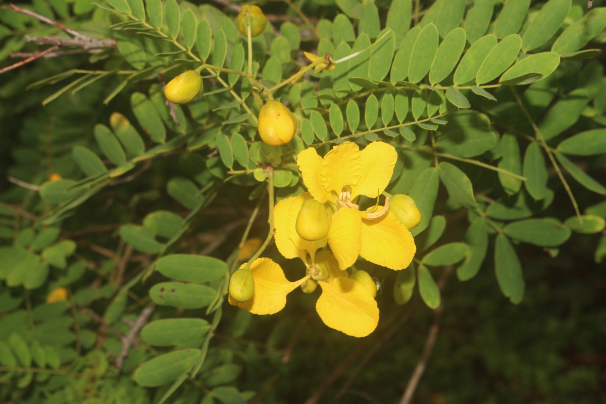 Senna auriculata (L.) Roxb.